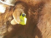 Малын бүртгэлийн мэдээллийн санг сайжруулах дээр ХХААХҮЯ-тай хамтарна maliin-burtgel