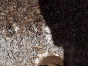 Монголын анхны “шоколадан урлалын үзэсгэлэн” дэлгэгдлээ shokoladnii-uzesgelen-2012-01