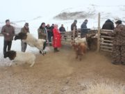 Дорнод аймгийн хэмжээнд нэгдсэн тооллого хийнэ toollogo