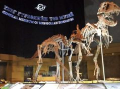 Монголын үлэг гүрвэлийн музей таван “нас” хүрлээ uleg-gurweliin-muzei