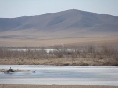 Хэрлэн голоос 150 тн хог хаягдал түүж, цэвэрлэв! Herlen-gol