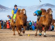 Тэмээн сүргийнхээ ид хавыг гайхуулав… Temeenii-bayr-05