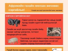 АНХААР: Гахайн мялзан өвчнөөс сэрэмжил! gahain-myalzan-owchnoos--sergiil