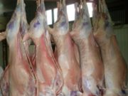 Гарал үүслийн гэрчилгээгүй 12 тонн мах нэвтрүүлэхийг завдав! mahnii-hulgai