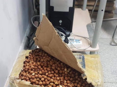 МХЕГ-аас 20 орчим кг “ойн самар”-ыг хураав oin-samar-huraalaa