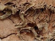 Өмнөговь аймгийн иргэн үлэг гүрвэлийн олдвор хууль бусаар зарж байсныг илрүүллээ uleg-gurweliin-yas