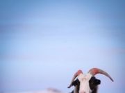 Үхэр болон ямааны тоо толгой буурсан үзүүлэлт гарчээ yamaa