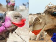 Саудын Арабд хамгийн “Мисс” тэмээг шалгаруулдаг Miss Camel