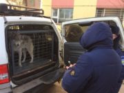 Чоно гэж андуурагдсан нохой эзэндээ очлоо chonotoi-anduursan-nohoi