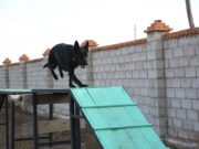 Албаны нохойн сургалт тавар сар үргэлжилнэ hotoch-nohoin-surgalt-2019