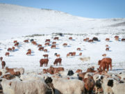 Зүй бусаар 25.7 мянган толгой мал хоргоджээ!