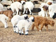 Өмнөговь аймгийн нийт бэлчээрийн 48.5 хувь усжуулагджээ omnogobi-hawarjilt