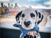 Хамар дээрээ “ЗҮРХ”-тэй гөлөг ОД болжээ zurhen-hamartai-golog-2019