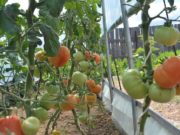 “Монгол ногоо” төсөл хэрэгжиж, “жишиг гудамж” байгуулна mongol-nogoo