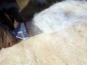 Дорнодод ноолуурын үнэ 60-100 мянган төгрөгийн ханштай байна nooluuriin-hansh