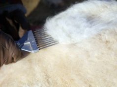 Дорнодод ноолуурын үнэ 60-100 мянган төгрөгийн ханштай байна nooluuriin-hansh