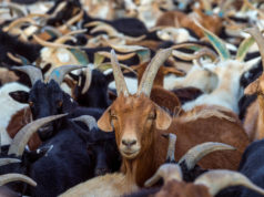 Сүхбаатар, Хэнтийд ноолуурын үнэ 139 мянгад хүрлээ nooluuriin-une