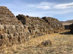 300 тонн өвс, 120 тонн тэжээл хямдралтай үнээр олгоно ows