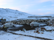 УВС: Нийт нутгийн 80 хувьд цасан бүрхүүлтэй, хаваржилт хүндэрчээ! uws-hawarjilt