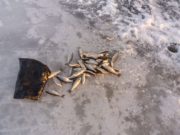 ХЭНТИЙ: Зөвшөөрөлгүй загас барьж байсан иргэдийг илрүүллээ! zowshoorolgui-zagas-barih