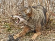 Галзуу чононд ноцуулсан иргэдийн бие сайжирчээ galzuu-chono