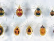 СЭРЭМЖИЛ: Хачигт халдварын идэвхжлийн үе эхэллээ hachig