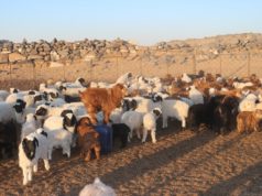 Өмнөговь аймагт мал төллөлт 47,7 хувьтай байна  mal-tollolt-omnogobi