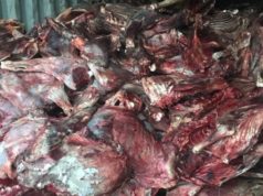 Муудсан мах хадгалж байсан Хятад иргэдийг 461 дүгээр ангид саатуулжээ Muudsan mah