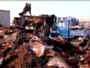 Эмээлтэд хуримтлагдсан 600 мянган адууны ширийг эргэлтэд оруулна aduunii-shir