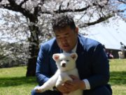 Аса аваргын МАСАО нохой, хуримаа хийнэ asa-awargiin-nohoi-macao-01