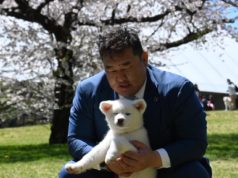 Аса аваргын МАСАО нохой, хуримаа хийнэ asa-awargiin-nohoi-macao-01