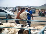 Эмээлт” зах дээрх түүхий эдийн ханшийн мэдээлэл emeelt-zah