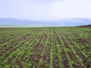 ӨМНӨГОВЬ: Сумдад газар тариаланг төрөлжүүлэн хөгжүүлнэ gazar-tarialan