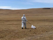 Зоонозын төвөөс хачигт халдварын тандалт, судалгаа хийж байна hachigt-haldwar