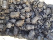 Нянгийн бохирдолтой гурван тонн ХАР ЗАЙРМАГ устгав! har-zairmag