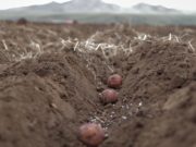 Хүнсний ногооны тариалалт 30 хувьтай байна hunsnii-nogoo-tarialalt