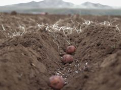 Хүнсний ногооны тариалалт 30 хувьтай байна hunsnii-nogoo-tarialalt