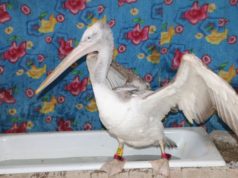 ХОВД: Хотон шувууг монгол гэрт тэжээж, Азхүү хэмээх нэр өгчээ mongol-gert-shuwuu-tejeej-baina-02