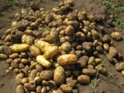 Энэ жил буудай, төмсний хэрэгцээг 100 хувь дотоодоос хангана ulaan-buudai-tomsnii-heregtsee