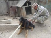 Нохойн нөхөн үржихүйг хязгаарлах ажлыг эхлүүллээ hohoin-burtgeljuulelt