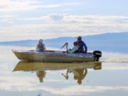 Монгол гэрт хагас жил амьдарсан ХОТОН шувууг тавьлаа hoton-shuwuu-01