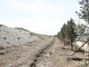 Наадамчдын зам дагуу 6.5 км ногоон байгууламжыг сэргээлээ nogoon-baiguulamj