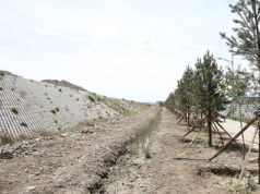 Наадамчдын зам дагуу 6.5 км ногоон байгууламжыг сэргээлээ nogoon-baiguulamj