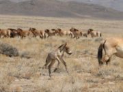 Прагийн амьтны хүрээлэнгээс дөрвөн тахь тээвэрлэн авчирлаа tahiin-sureg