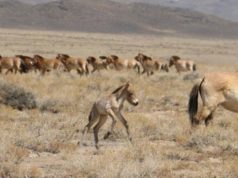 Прагийн амьтны хүрээлэнгээс дөрвөн тахь тээвэрлэн авчирлаа tahiin-sureg