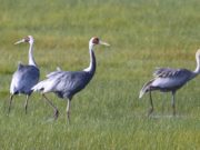 Хэнтий аймагт зургаан зүйлийн “ТОГОРУУНЫ БАЯР” болж байна togoruu-Khentii-Binder-sum-2019