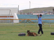 “German shepherd championship 2019” тэмцээнд 115 нохой оролцов German shepherd championship 2019-02