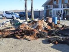 Эмээлт зах дээрхи түүхий эдийн ХАНШ emeelt-zah