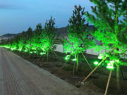 4500 орчим модыг ногоон лед гэрлээр чимэглэн, гэрэлт гудамж үүсгэжээ gerlen-chimeglel-gudamj