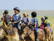 Хурдан морины уралдааны үеэр морьдын үүлдэрлэг байдлаар ялгана hurdan-mori